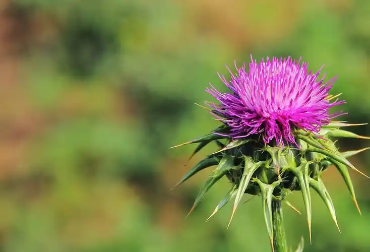 Milliseid haigusi saab Silymariini raviks kasutada?